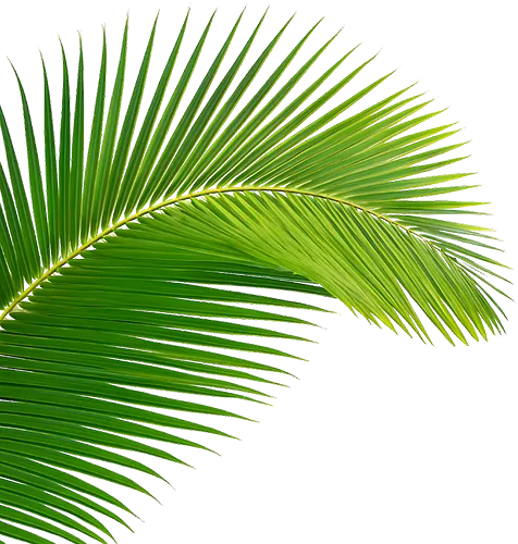 leaves-4